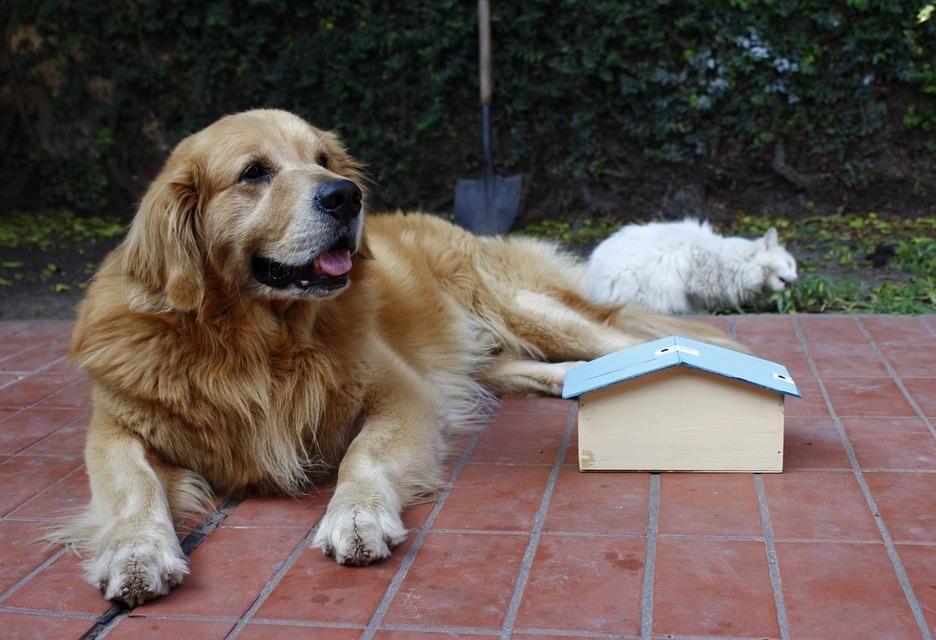 For Multifamily Developers It Is All About The Dogs