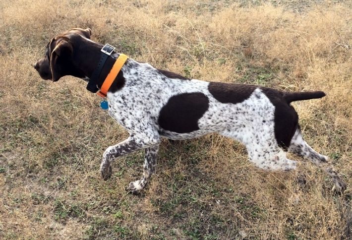 CRE's Best Bird Dogs