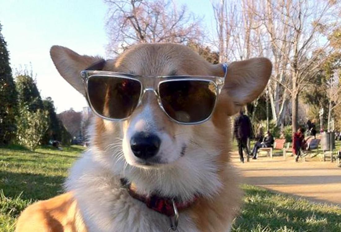 Intricacies of an embraced canine Intricacies of an embraced canine