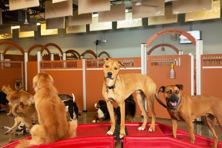 Vca camp bow sales wow