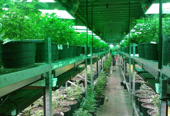 Marijuana grow house, weed, pot cannabis