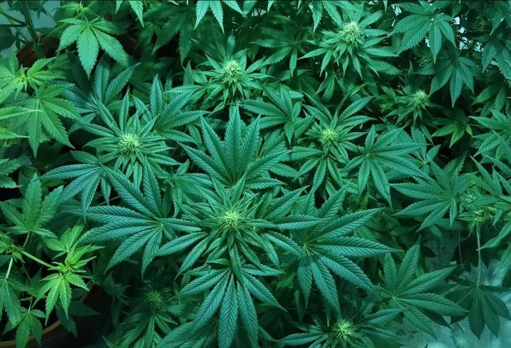 Has The CRE Market For Cannabis Reached Saturation Point?