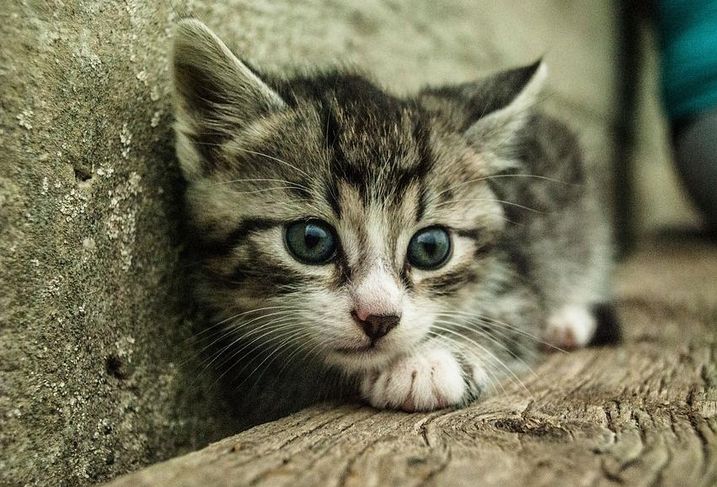 Know How People Behave After They Buy A Cat And 3 Other Digital Insights Google Says