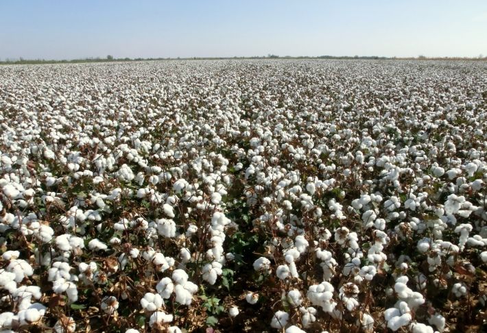 Cotton