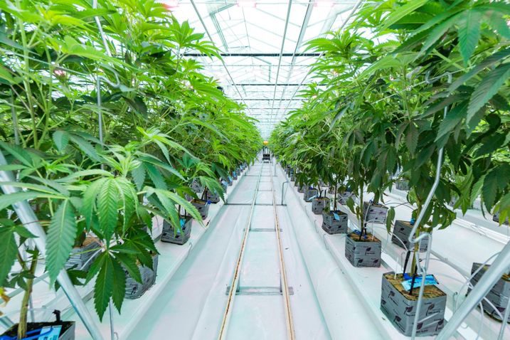 Flower One Greenhouse