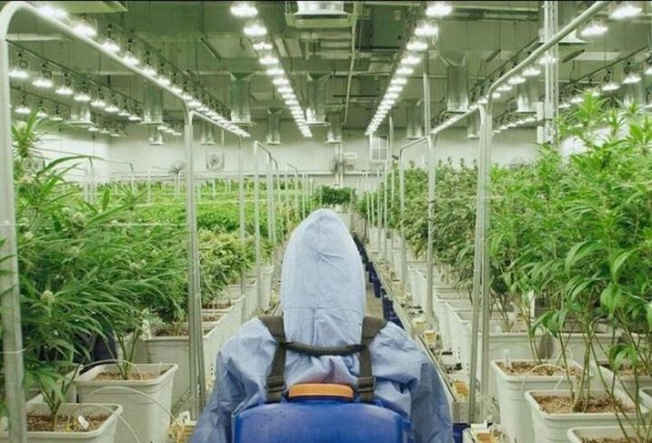 From Illicit To Essential: Pandemic Helping Cannabis Industry Gain Firmer Footing