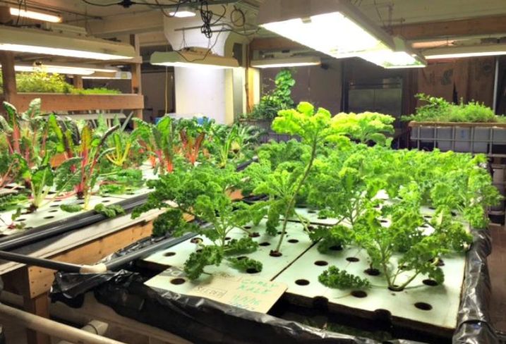 aquaponics in education aquaponics, backyard aquaponics