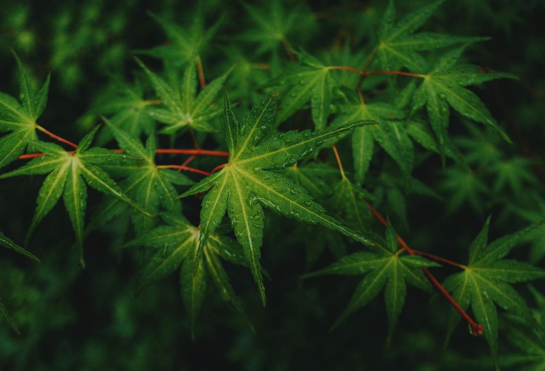 Smaller Denver Cannabis Growers Shut Down, Warehouses Now Available Apr 1, 2026